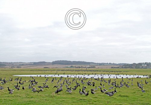 Brent Geese DM1639